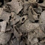 عود قواقع فيتنامي مُحسن